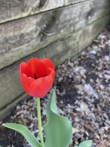 A red tulip in a garden bed.